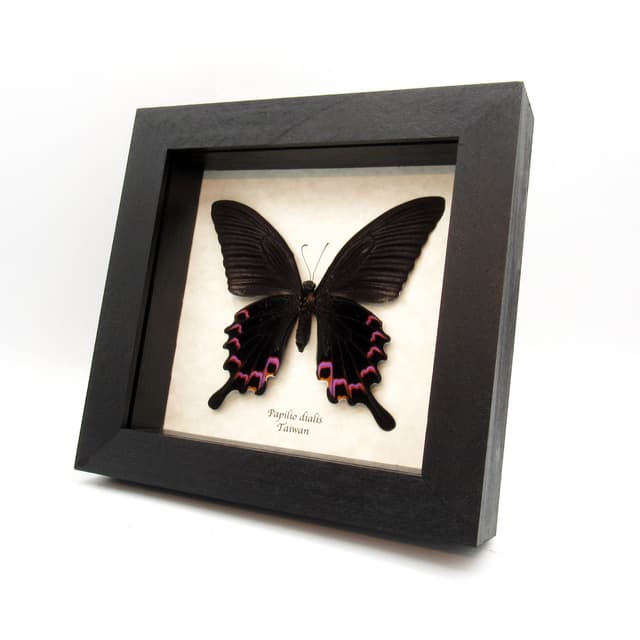Real purple Peacock Swallowtail butterfly framed taxidermy - Papilio dialis