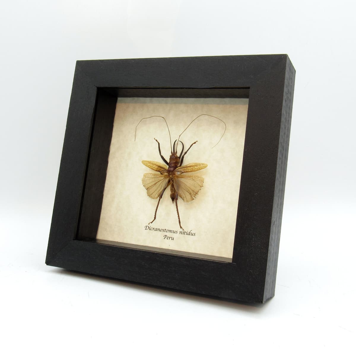 Rare Tusked Bush Cricket framed taxidermy - Dicranostomus nitidus