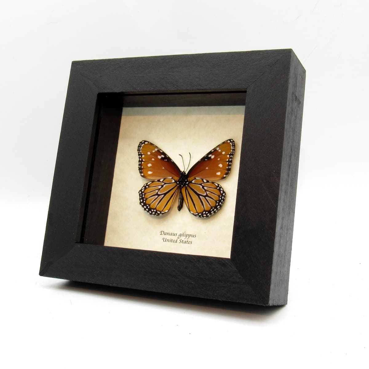 Real Queen butterfly framed taxidermy - Danaus gilippus