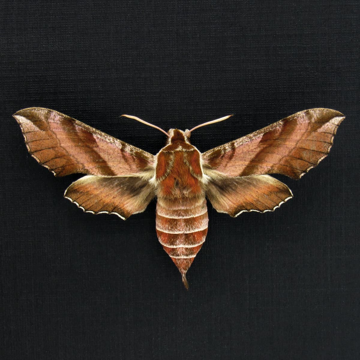 Rare Hawk-moth framed specimen - Deilephila askoldensis - female