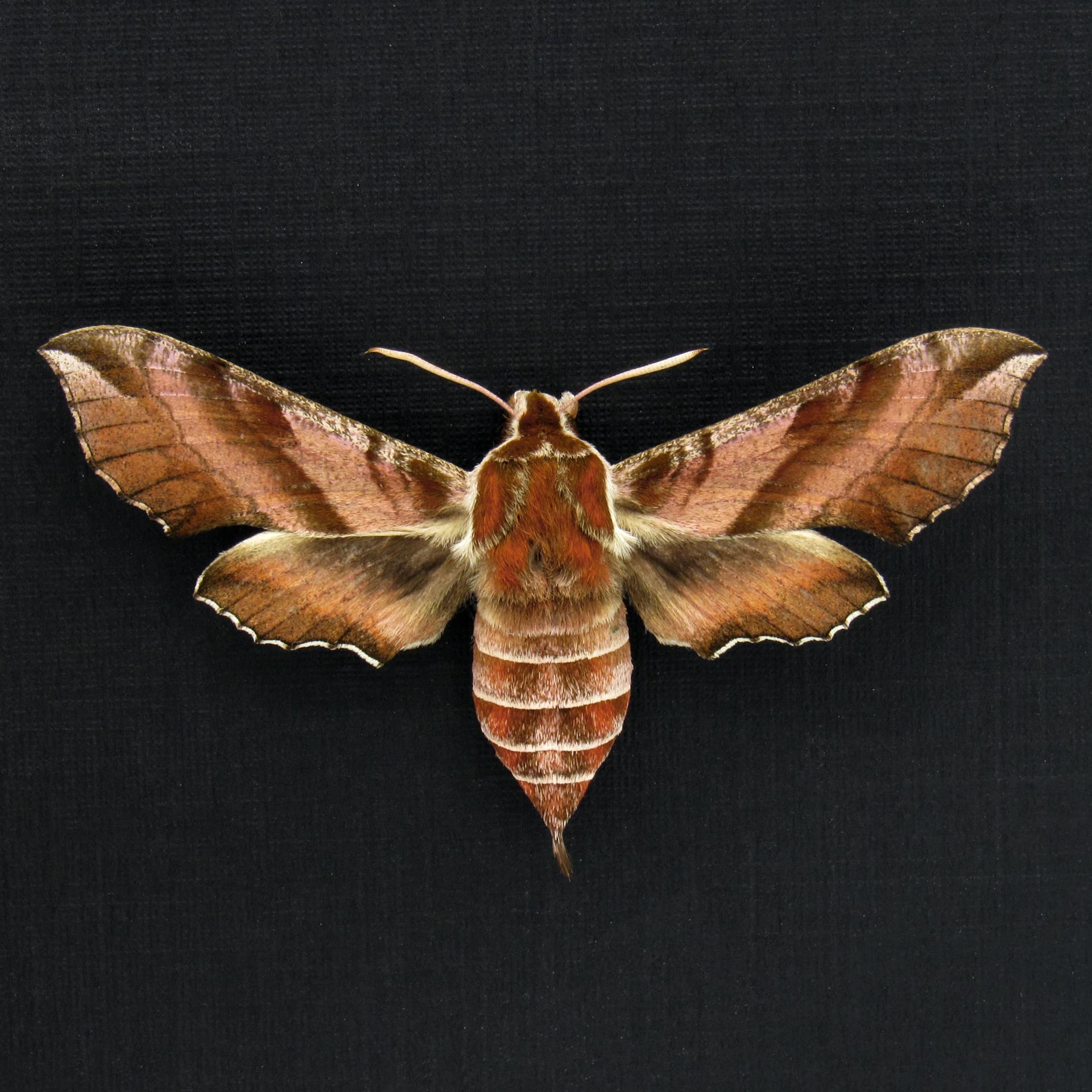 Rare Hawk-moth framed specimen - Deilephila askoldensis - female