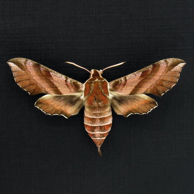 Rare Hawk-moth framed specimen - Deilephila askoldensis - female