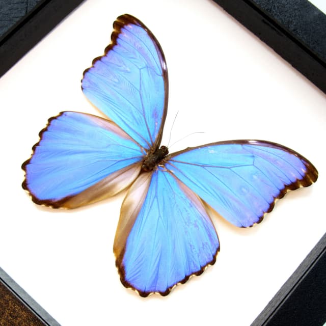 Real Giant Blue Morpho butterfly framed taxidermy - Morpho godarti - XL