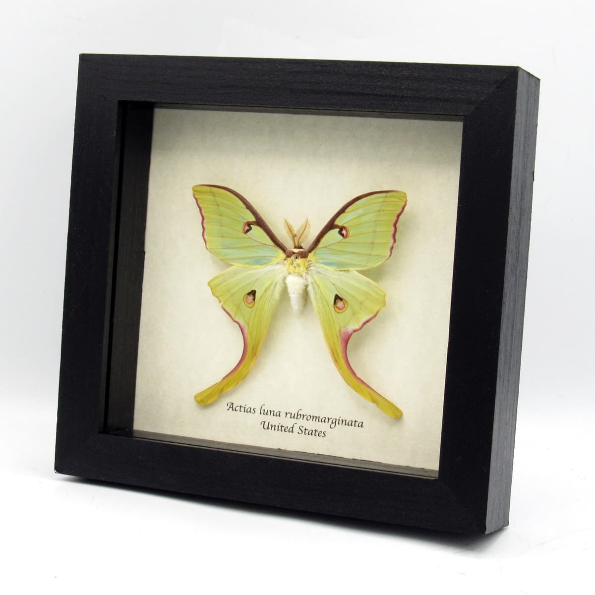 Real rare Luna Moon moth framed taxidermy - Actias luna rubromarginata - very large