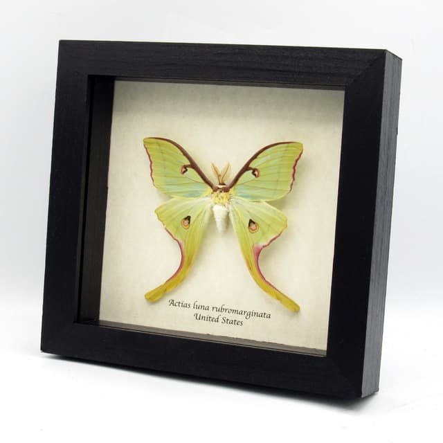 Real rare Luna Moon moth framed taxidermy - Actias luna rubromarginata - very large