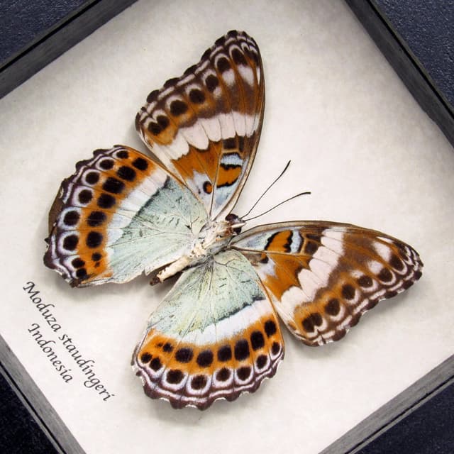 Rare lavender butterfly framed taxidermy - Moduza staudingeri - damaged