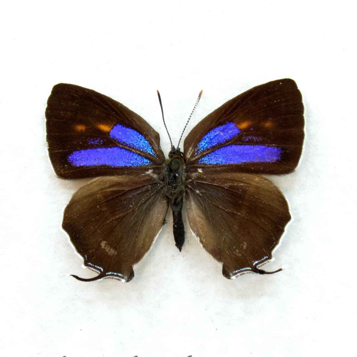 Rare purple Hairstreak butterfly framed taxidermy - Chrysozephyrus hisamatsusanus - female