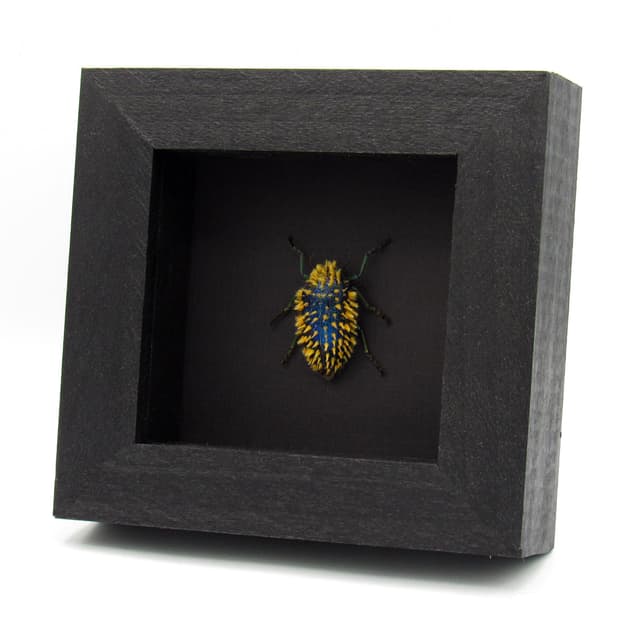 Rare hairy blue Jewel beetle framed taxidermy - Julodis viridipes