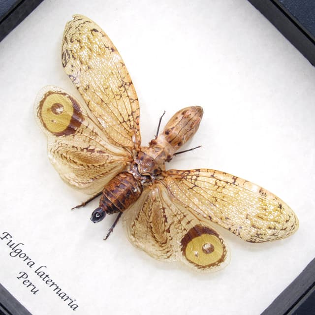 Real Peanut Head Lanternfly framed taxidermy - Fulgora laternaria