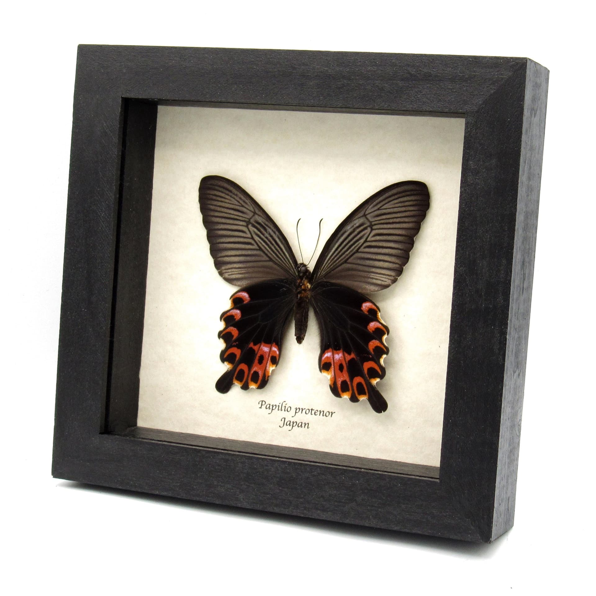Real Black Spangle Swallowtail butterfly framed taxidermy - Papilio protenor - female