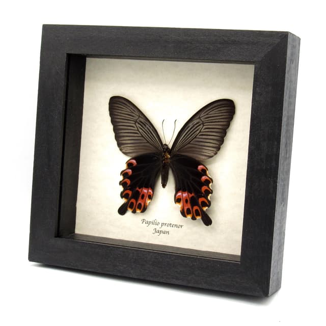 Real Black Spangle Swallowtail butterfly framed taxidermy - Papilio protenor - female