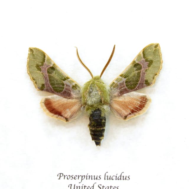 Real Pacific Green Sphinx moth framed taxidermy - Proserpinus lucidus