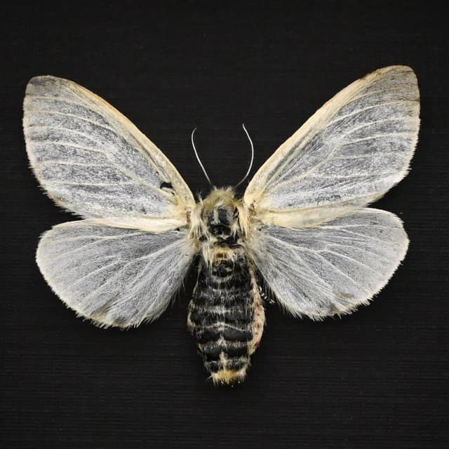 Real White Satin moth framed taxidermy - Leucoma salicis
