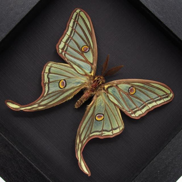 Rare XL Spanish Moon moth framed taxidermy - Graellsia isabellae