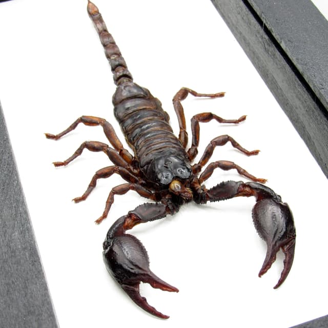 Real large Scorpion framed taxidermy - Heterometrus laoticus