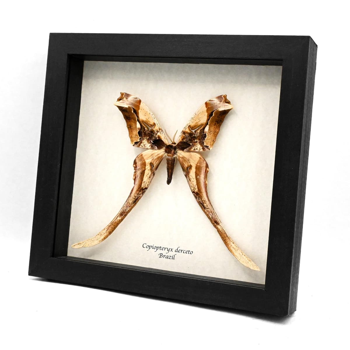 Rare Giant Saturn moth framed taxidermy - Copiopteryx derceto