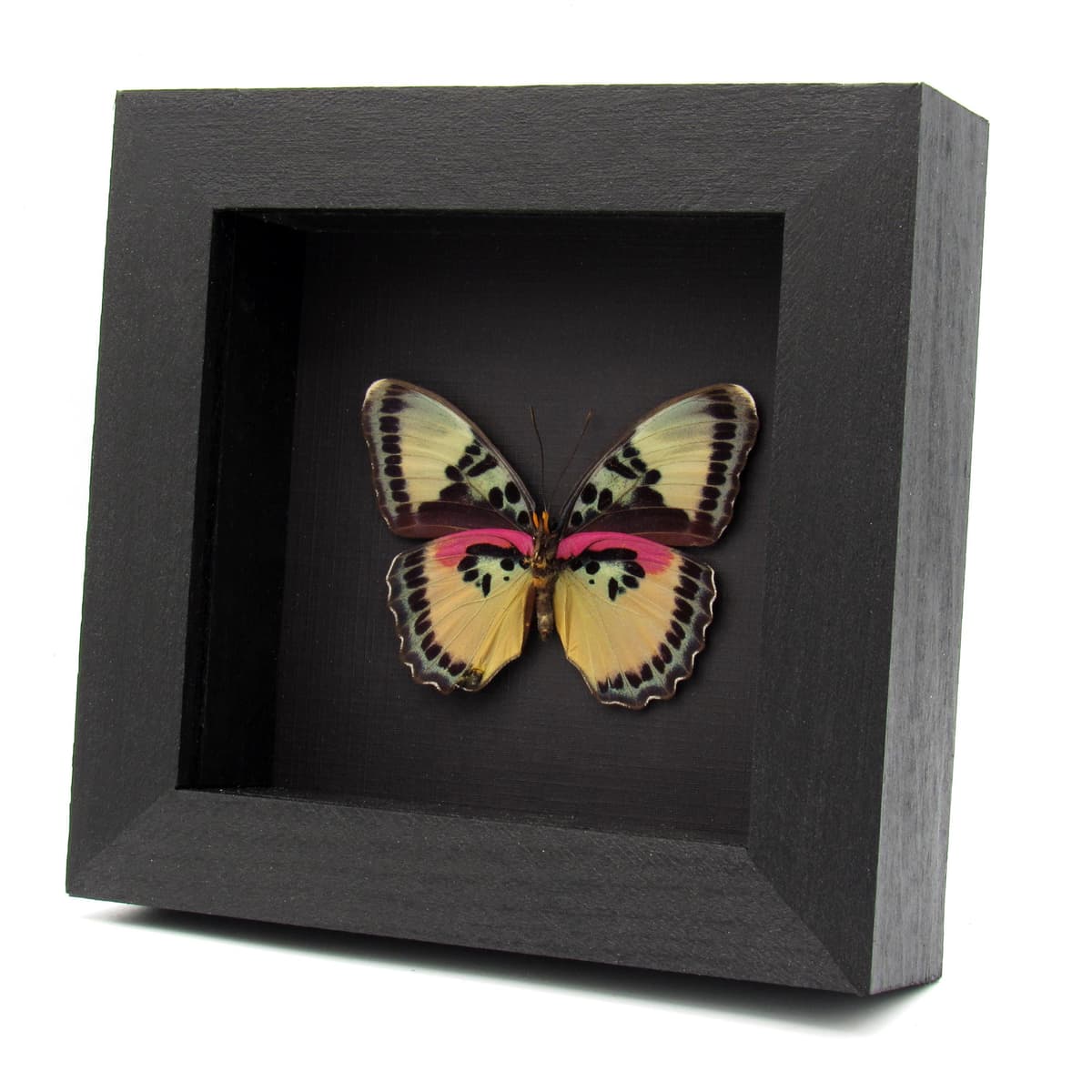 Real Crocker's Forester butterfly framed taxidermy - Euphaedra crockeri - female