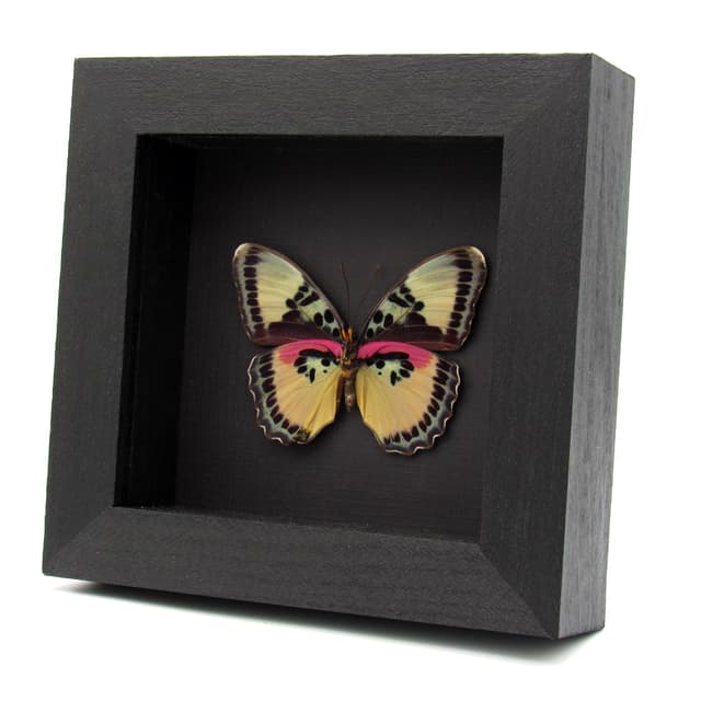 Real Crocker's Forester butterfly framed taxidermy - Euphaedra crockeri - female