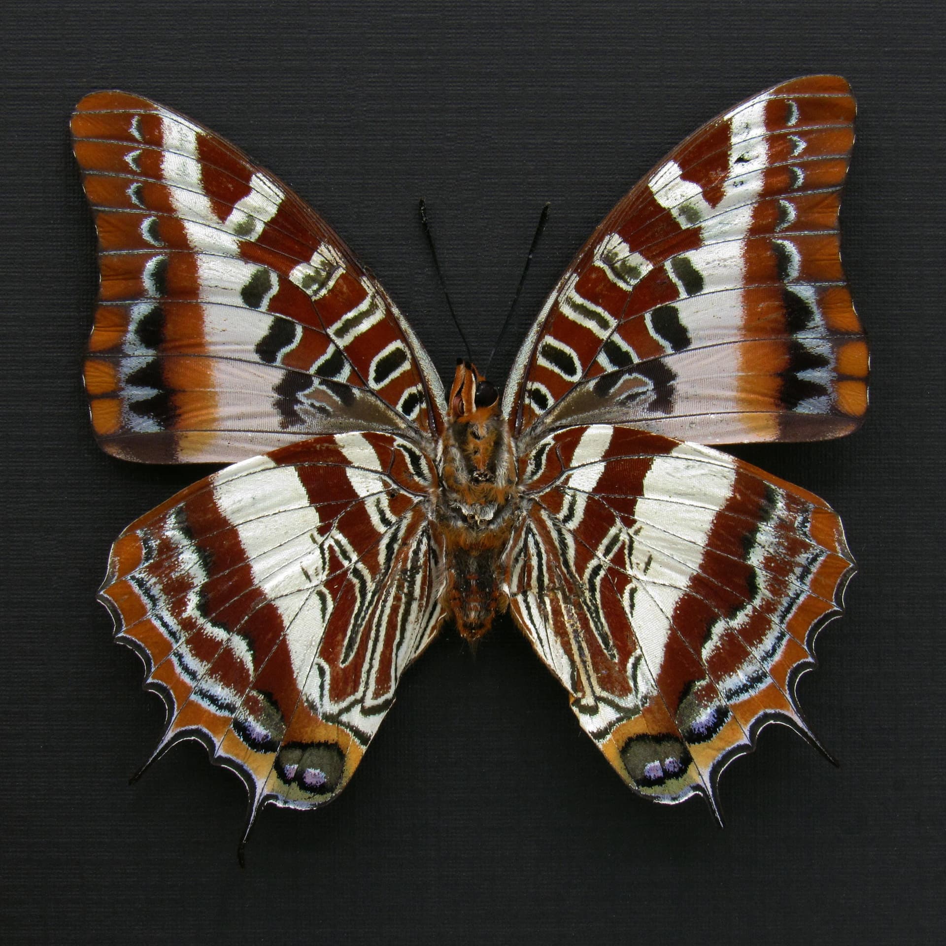 Rare Silver Barred Charaxes butterfly framed taxidermy - Charaxes druceanus - large female