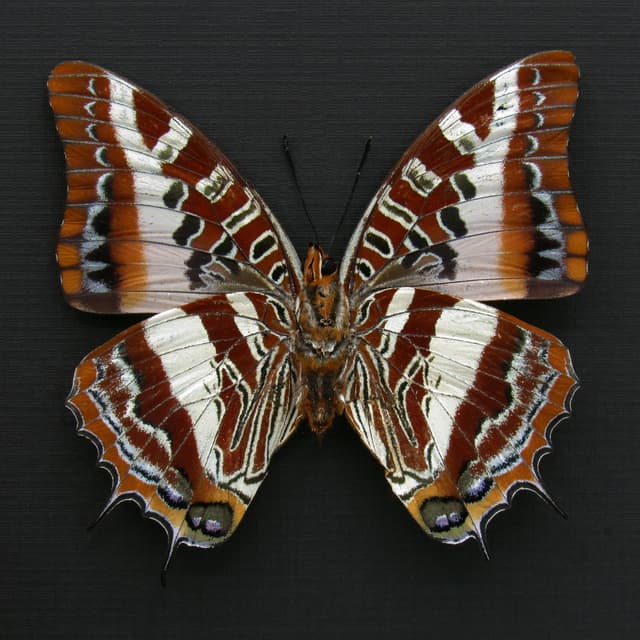 Rare Silver Barred Charaxes butterfly framed taxidermy - Charaxes druceanus - large female