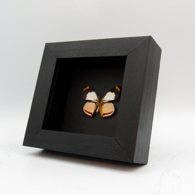 Rare Delias butterfly framed taxidermy - Delias bothwelli