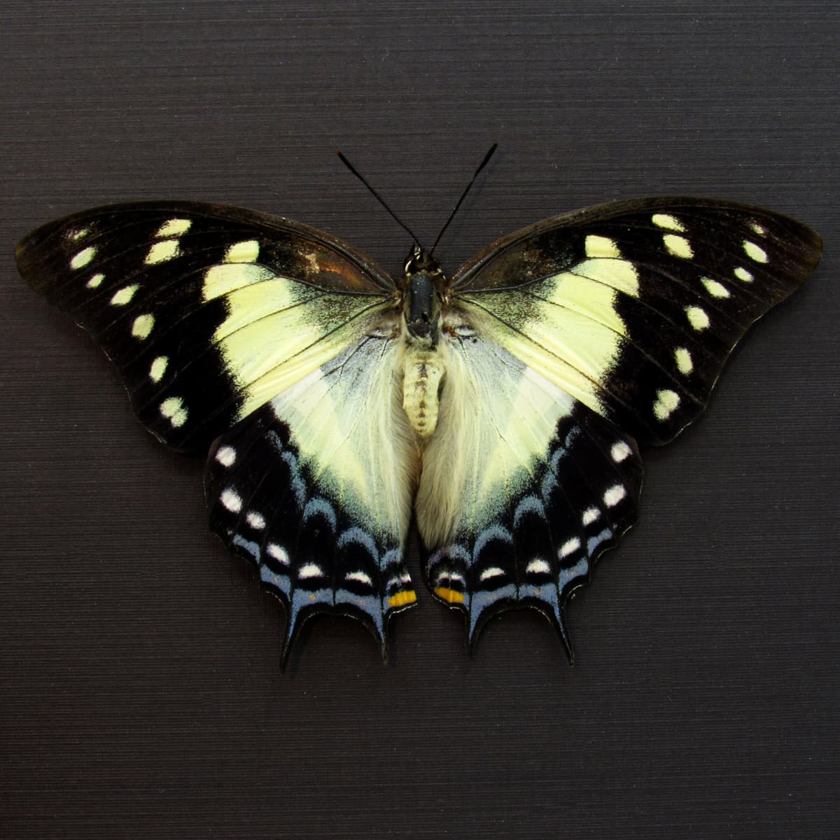 Real blue Nawab butterfly framed taxidermy - Polyura pyrrhus - large female - Victorian mount