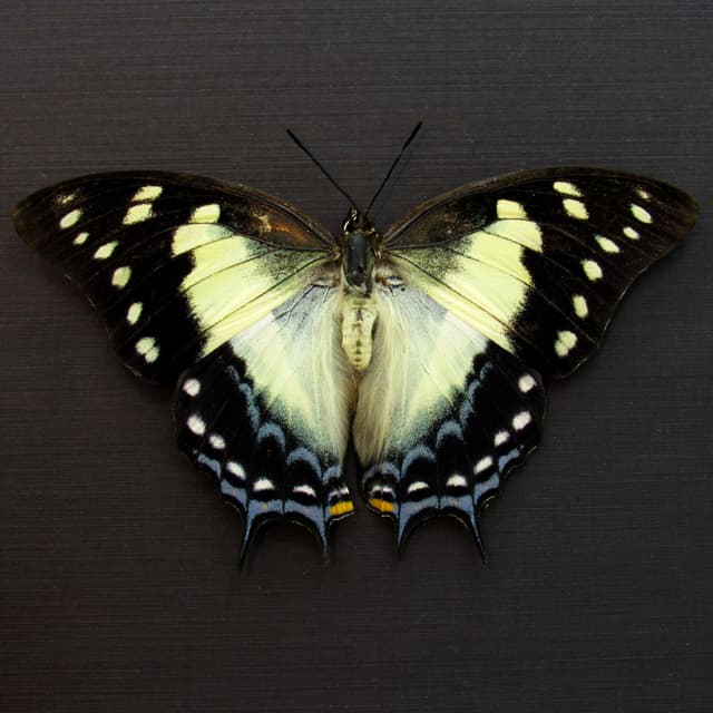 Real blue Nawab butterfly framed taxidermy - Polyura pyrrhus - large female - Victorian mount