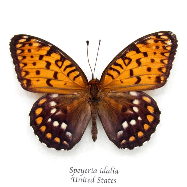 Rare Regal Fritillary butterfly framed taxidermy - Speyeria idalia