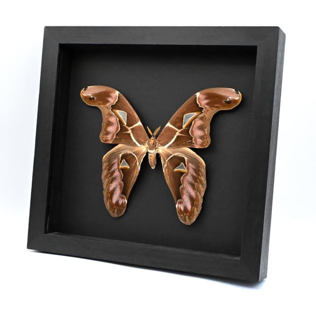 Very rare Giant Atlas moth framed taxidermy - Archaeoattacus staudingeri