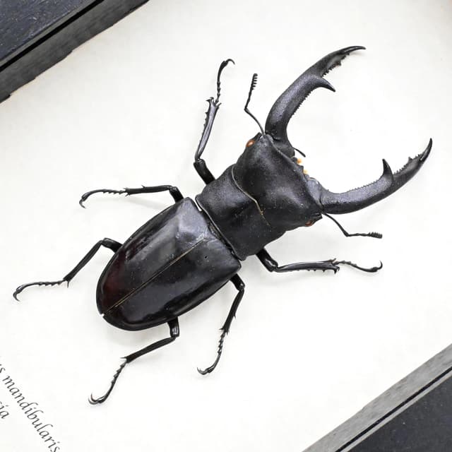 Real Giant Stag beetle framed taxidermy - Hexarthrius mandibularis