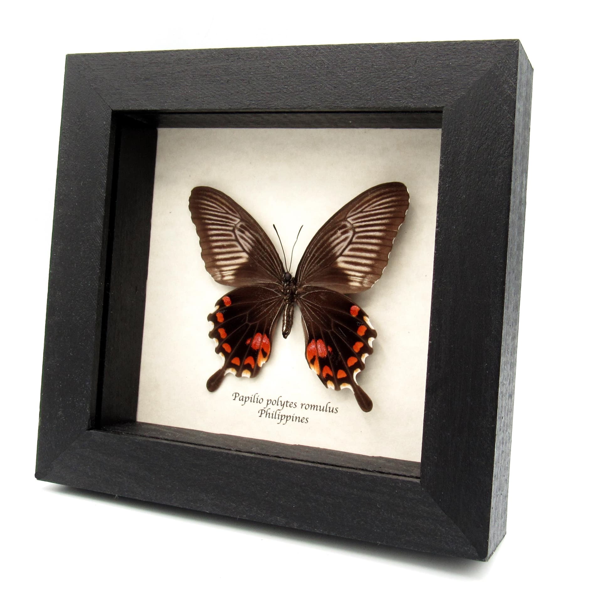 Real Swallowtail butterfly framed taxidermy - Papilio polytes romulus - female