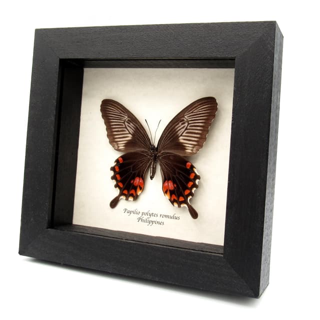 Real Swallowtail butterfly framed taxidermy - Papilio polytes romulus - female