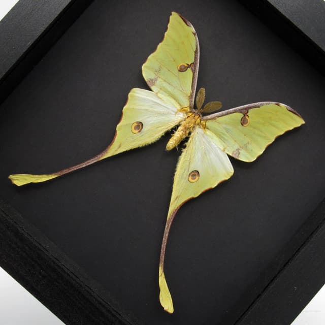 Real African Moon Moth framed taxidermy - Argema mimosae