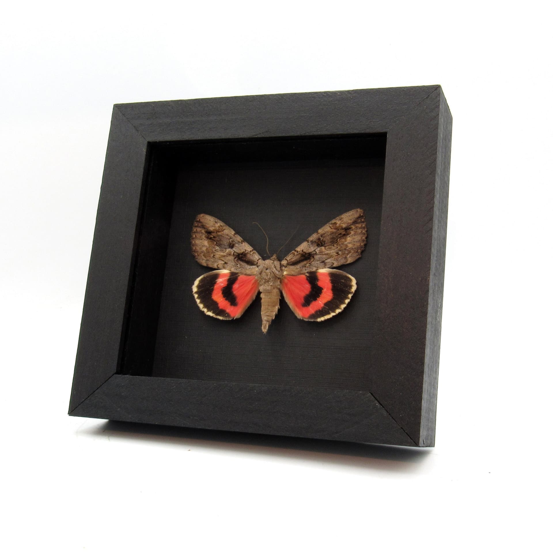 Real red Underwing moth framed taxidermy - Catocala species