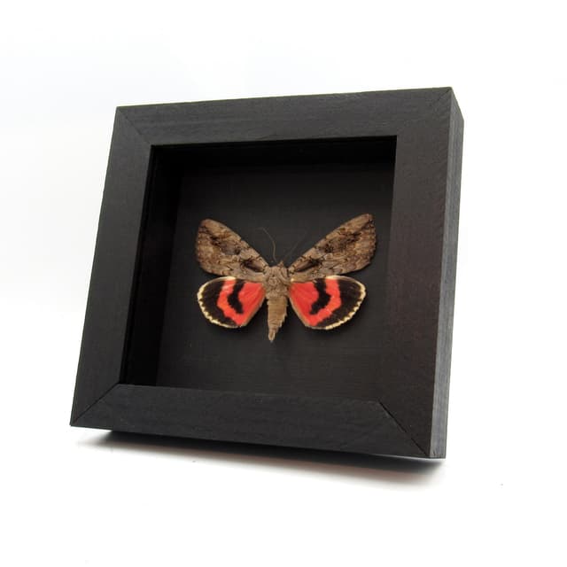 Real red Underwing moth framed taxidermy - Catocala species
