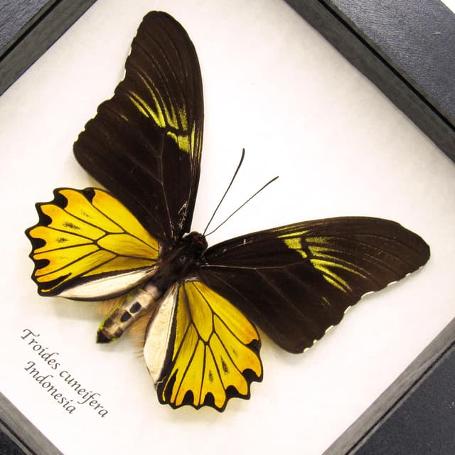 Large yellow Birdwing butterfly framed taxidermy - Troides cuneifera
