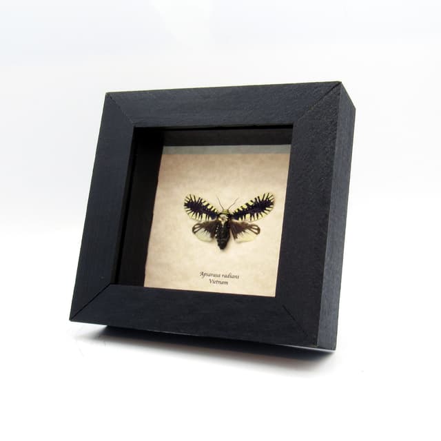 Rare Noctuid moth framed taxidermy - Apsarasa radians