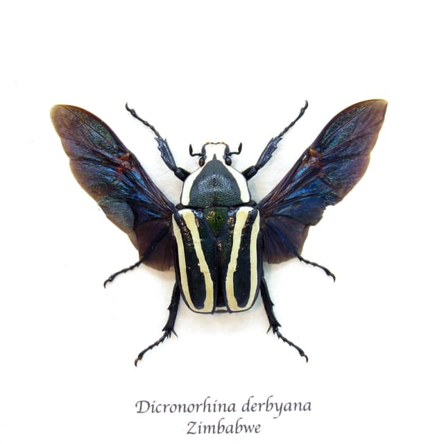 Real dark green Scarab beetle framed - Dicronorhina derbyana - female
