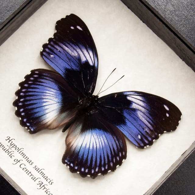 Real violet Blue Diadem butterfly framed taxidermy - Hypolimnas salmacis