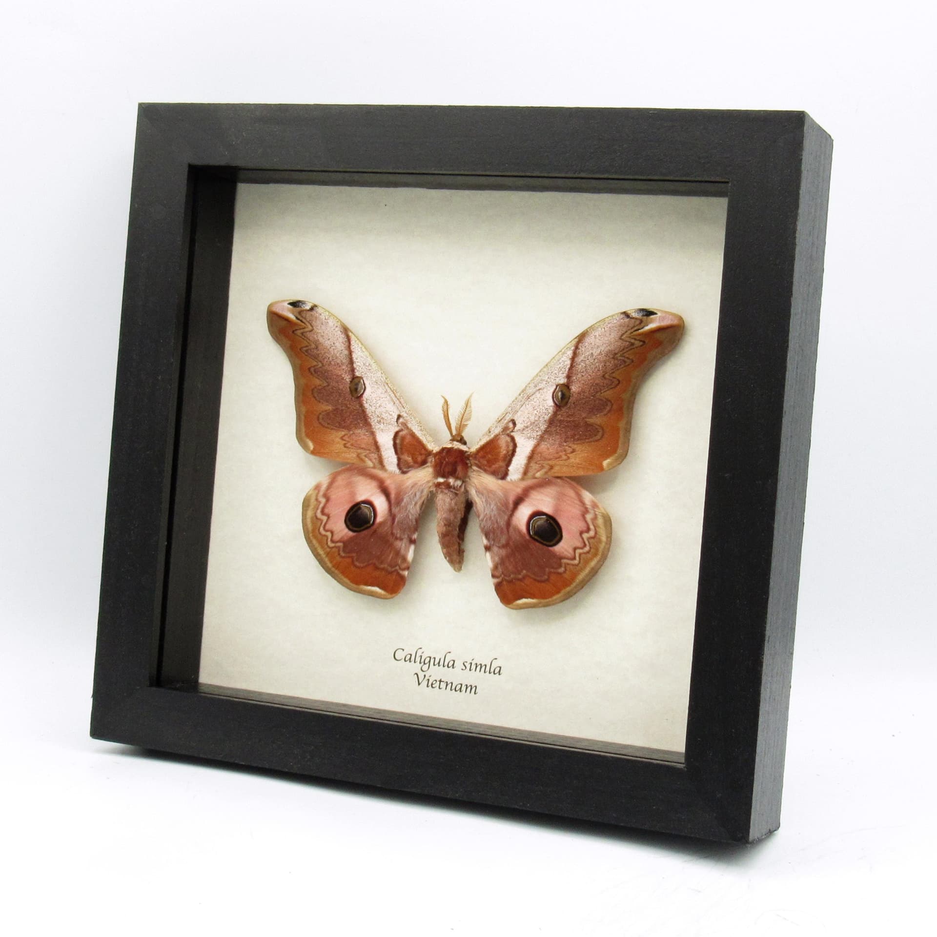 Real Saturn moth framed taxidermy - Caligula simla