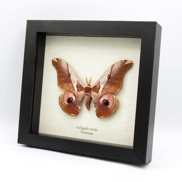 Real Saturn moth framed taxidermy - Caligula simla