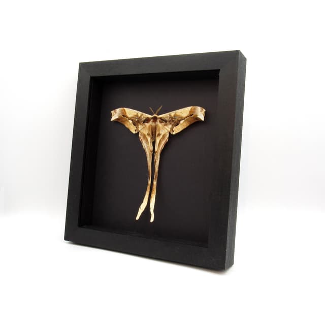 Rare Giant Saturn moth framed taxidermy - Copiopteryx derceto - Victorian mount - minor damage
