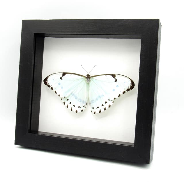 Real XL pale green opalescent butterfly framed taxidermy - Morpho catenaria - Victorian mount