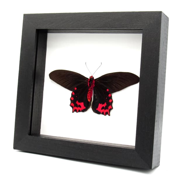 Real Vampire butterfly framed taxidermy - Atrophaneura semperi albofasciata - Victorian mount
