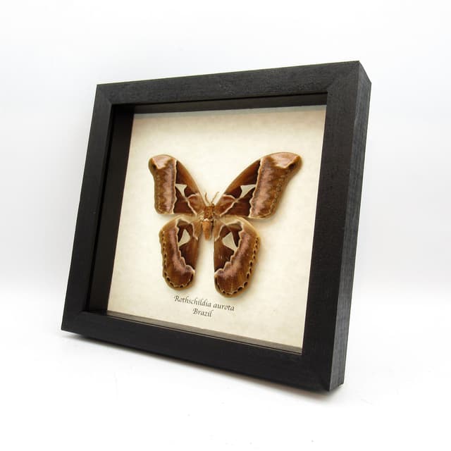 Rare XL Rothschildia Saturn moth framed taxidermy - Rothschildia aurota