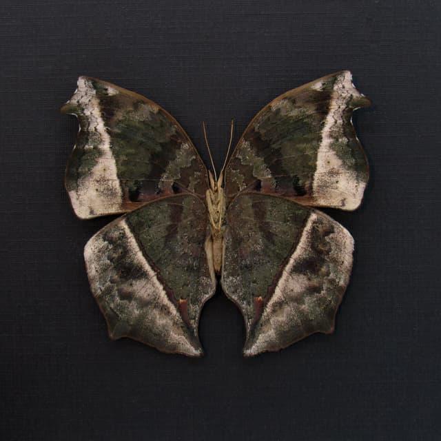 Real Lilac Mother of Pearl butterfly framed taxidermy - Salamis cacta - large female