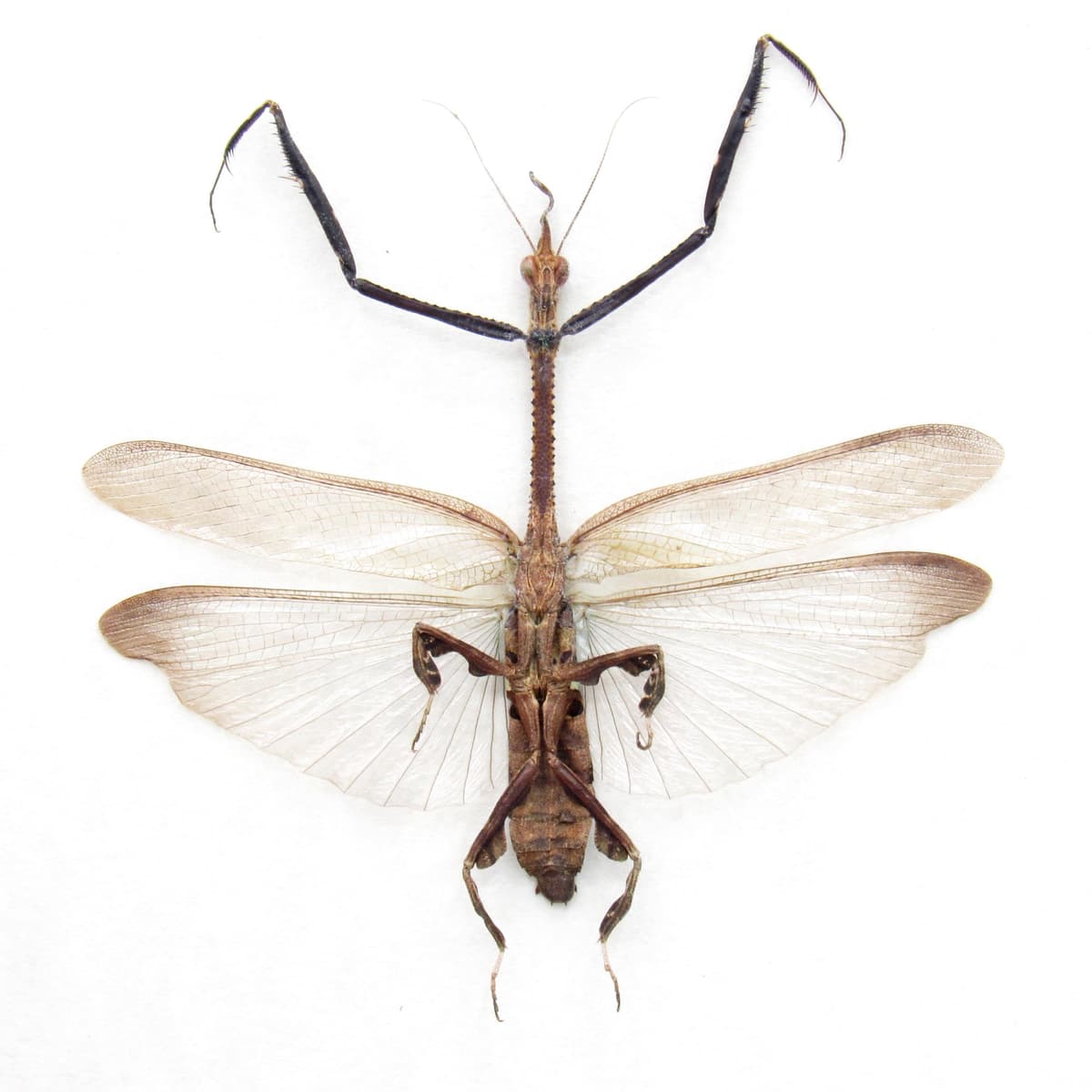 Rare Asian Ghost Mantis framed - Ceratocrania macra - female