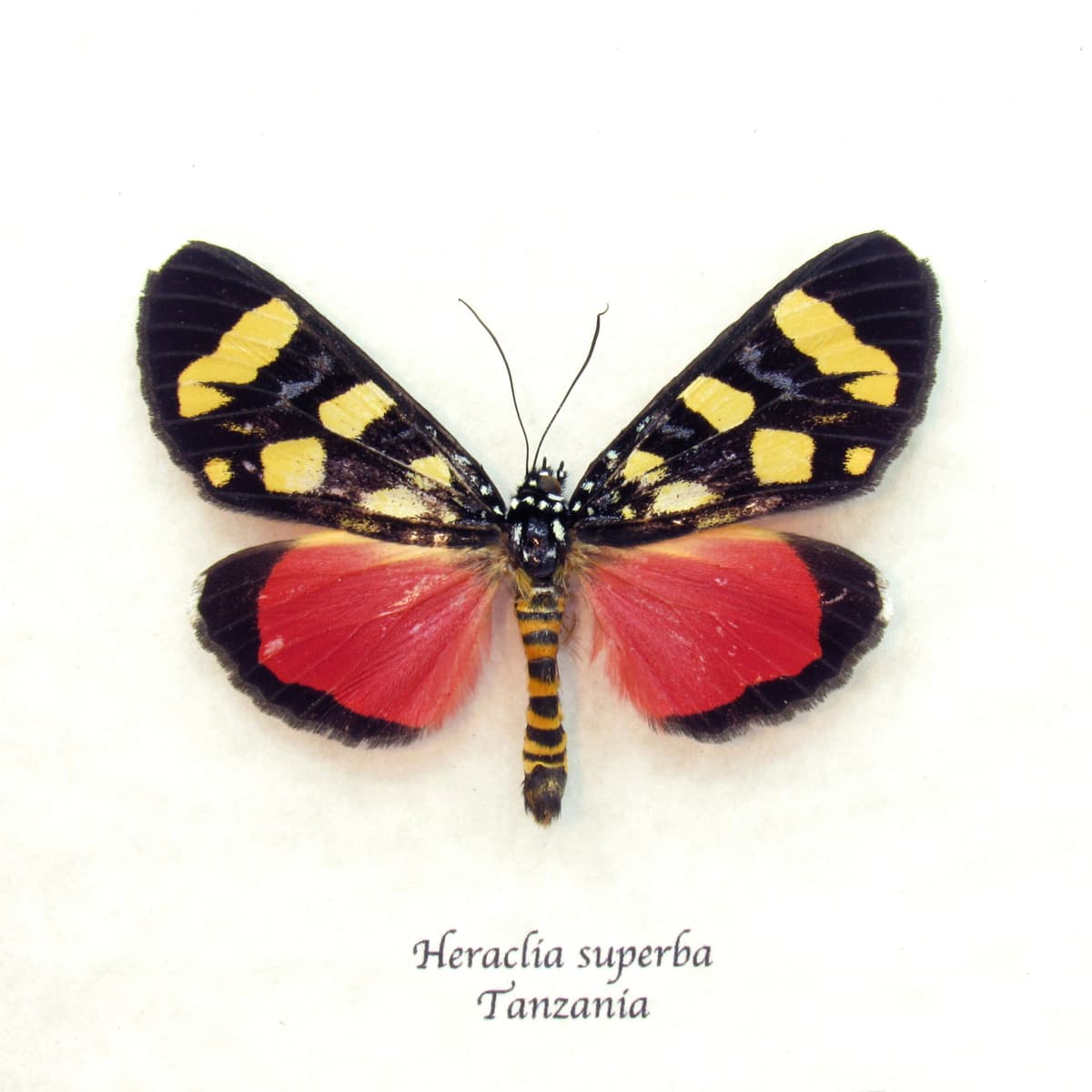 Real Superb False Tiger moth frame taxidermy - Heraclia superba - minor damage