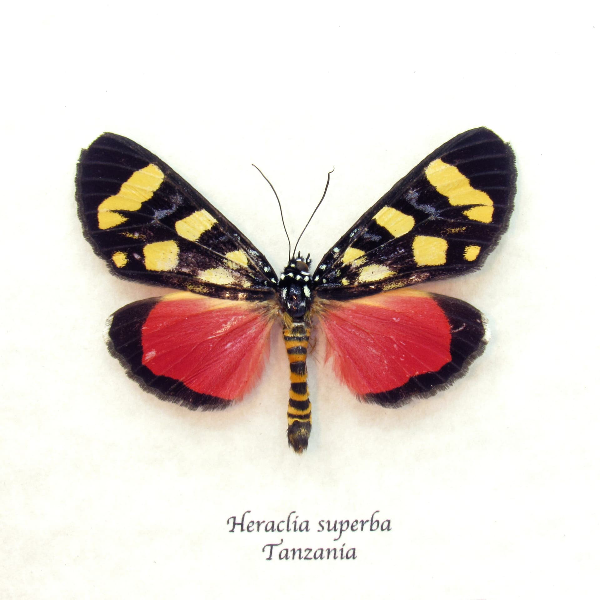 Real Superb False Tiger moth frame taxidermy - Heraclia superba - minor damage