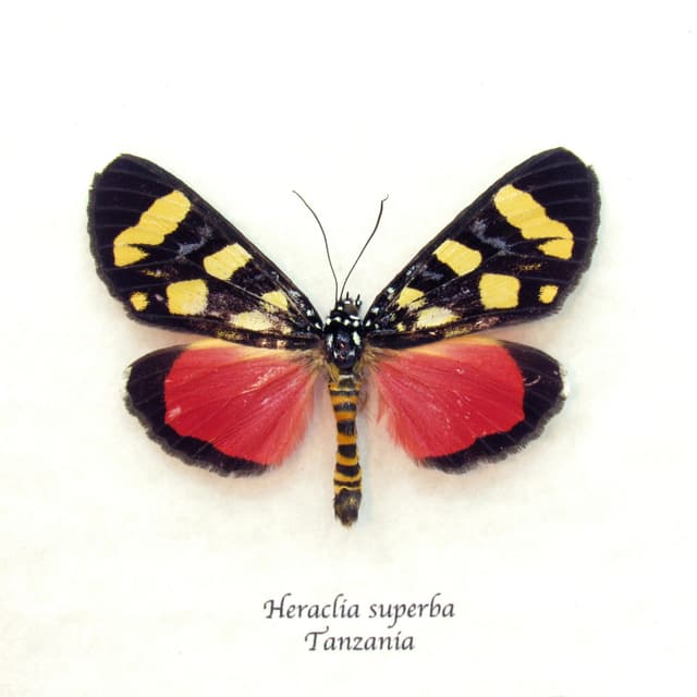 Real Superb False Tiger moth frame taxidermy - Heraclia superba - minor damage